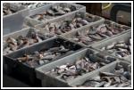 Running Out of Fish