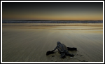 Online Sea Turtle Race