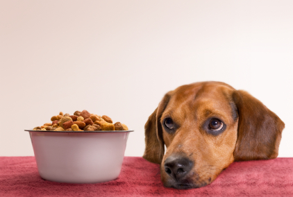 The bond between pets and their owners