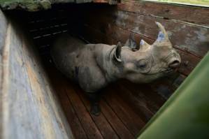 How a plan to save Kenya's rhino left 11 dead in historic blunder.jpg
