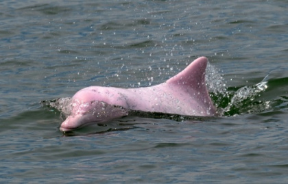 Hong Kong pink dolphins enjoy comeback as pandemic slows marine traffic.jpg