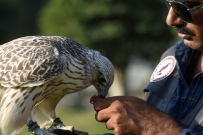 Gulf hunts fuel Pakistan falcon trafficking.jpg