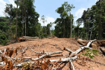 Damaged Amazon rainforest teetering on the brink.jpg