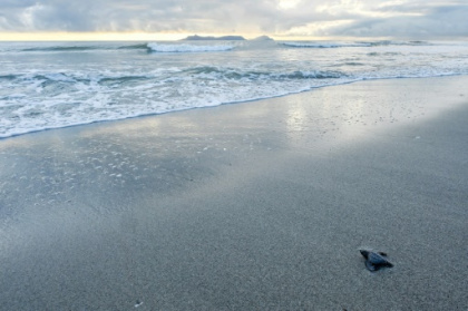 Battle to save Panama turtle at center of aphrodisiac superstition.jpg