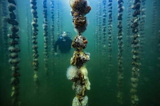 Drugs from the deep: scientists explore ocean frontiers
