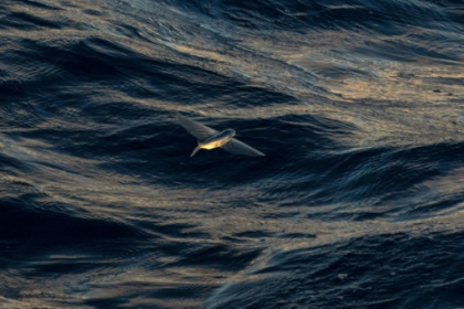 Critical negotiations on deep sea mining kick off in Jamaica.jpg