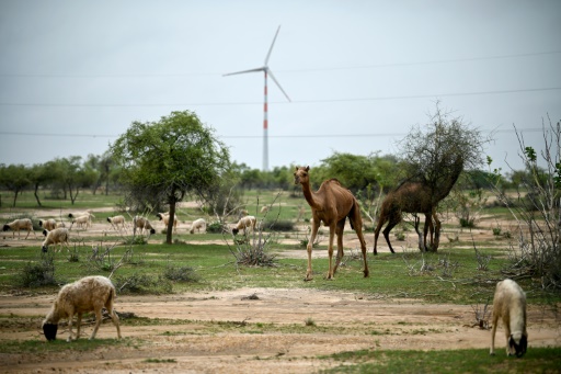 India's green energy wind drive hits desert herders hard