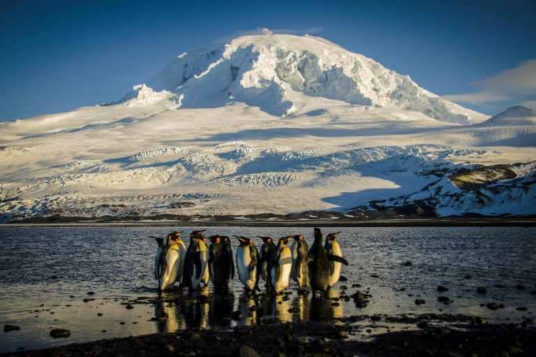 Penguin memes take flight after Trump tariffs remote island