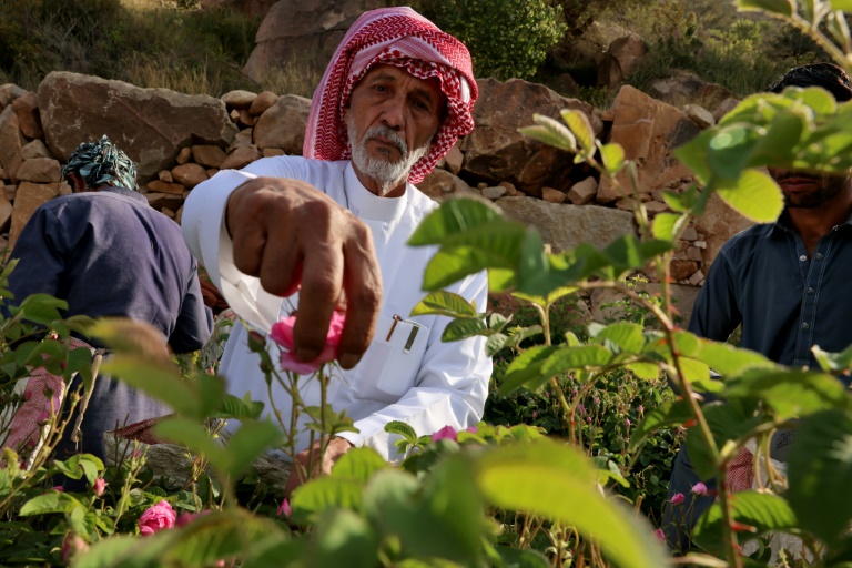 Saudi 'city of roses' offers fragrant reminder of desert's beauty