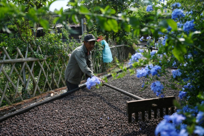 A worker raking coffee beans during the drying process at the Xiaowazi, or Little Hollow, coffee plantation in Pu’er