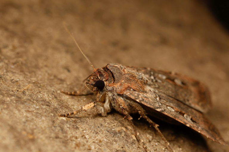 Moth uses stars to navigate long distances, scientists discover