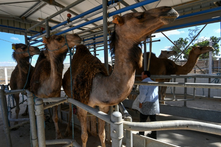 In Tunisia's arid south, camel milk offers hope for economic gain