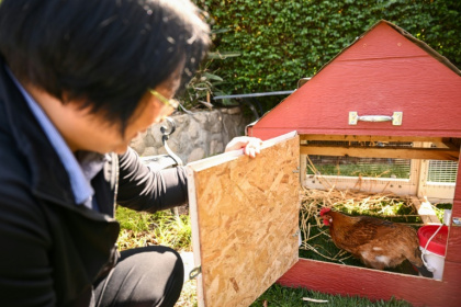 Yong-mi Kim looks inside a portable chicken coop and her egg-laying chickens as part of the "Rent The Chicken" service in La Crescenta, California - Patrick T. Fallon (AFP)