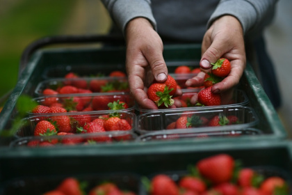 Sunny days and cool nights have created 'perfect' conditions for the strawberry harvest, farmers say - BEN STANSALL (AFP)