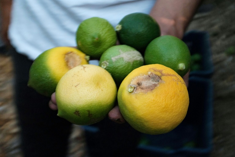 Frost, hail, heat sour season for Turkey's lemon growers