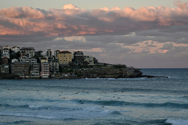 Bull sharks linger in warming Sydney waters