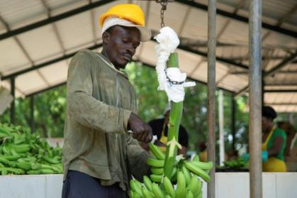 An employee works at a banana plantation in the Dominican Republic - Eddy Vittini (AFP)