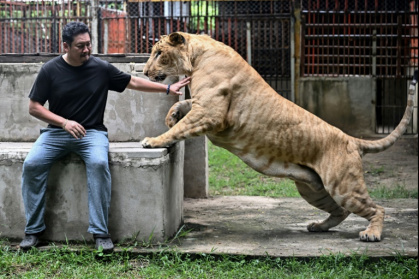 Thailand's captive lion population has exploded in recent years - Lillian SUWANRUMPHA (AFP)