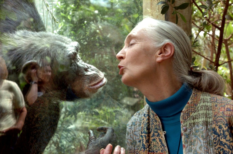 World-renowned chimpanzee expert Jane Goodall dies at 91