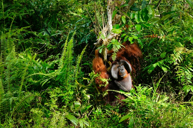 EU timber imports linked to deforestation on Indonesia's Borneo: NGOs