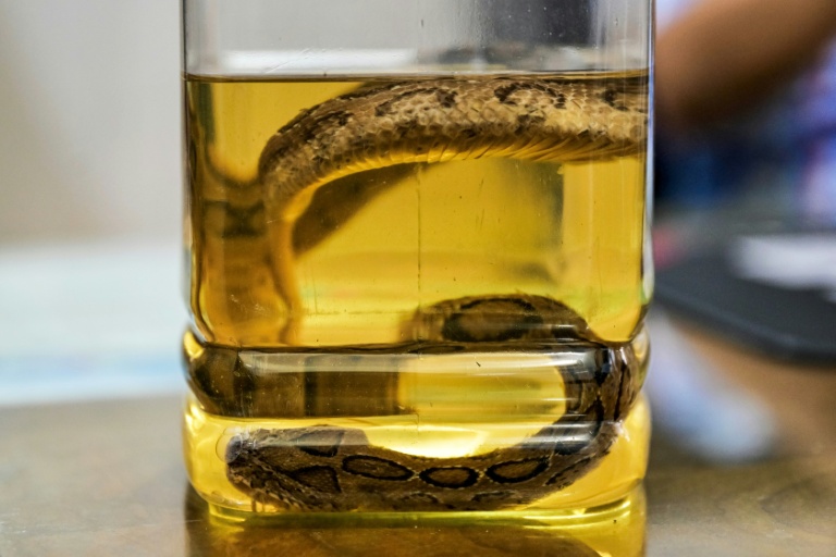 Snakebite surge as Bangladesh hit by record rains