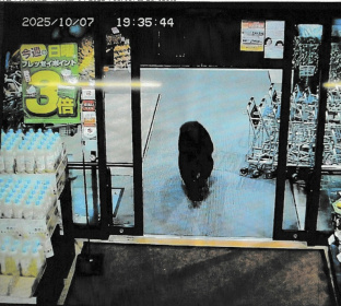 Last week an adult bear entered a supermarket in Numata, Gunma, north of Tokyo - STR (AFP)