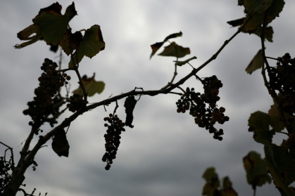 Wine grapes rot on the vine at an abandoned Central Valley wine grape vineyard in Lodi, California, where farmers are turning to alternate crops due to falling demand - Patrick T. Fallon (AFP)