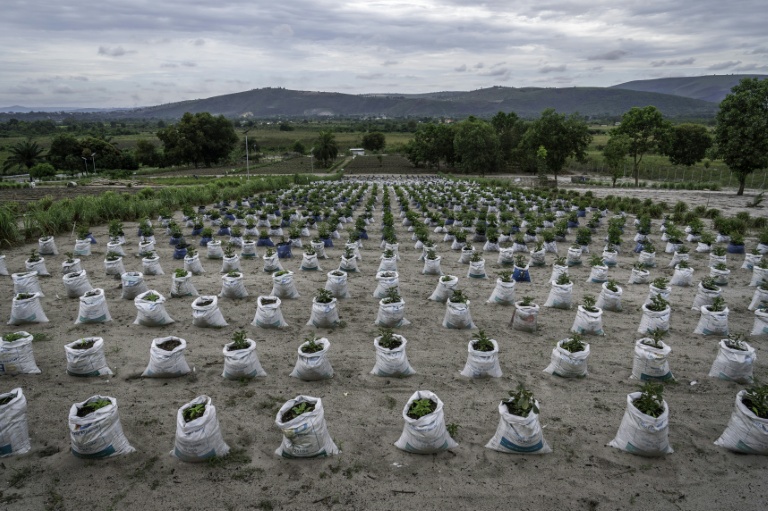 DRC farmers seek to feed Kinshasa, despite multiple obstacles