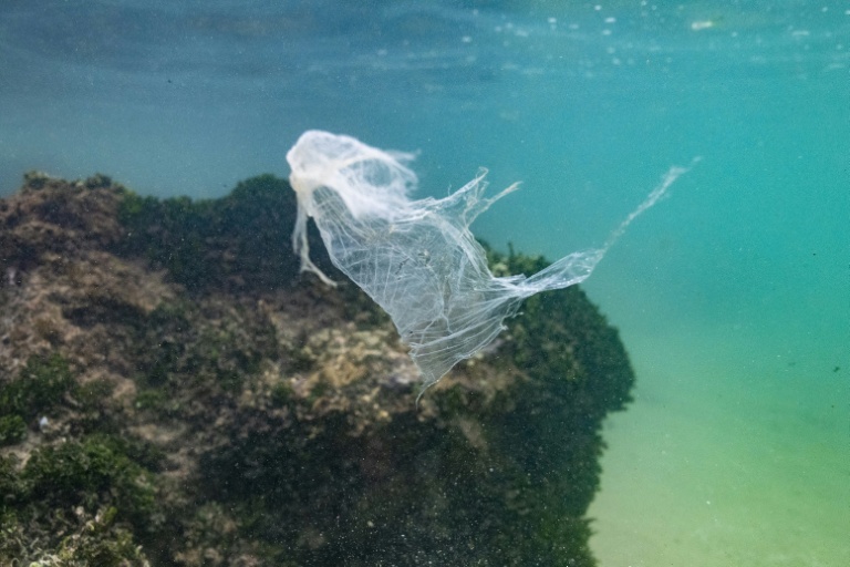 New research measures how much plastic is lethal for marine life