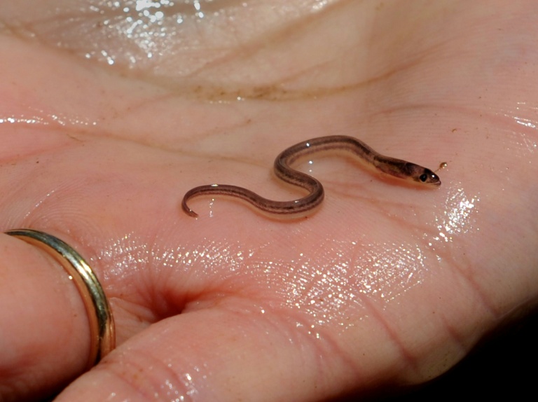 Haitian gangs getting rich off murky market for baby eels