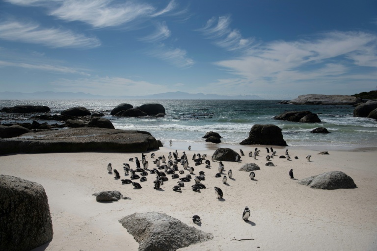 Study says African penguins starved en masse off South Africa