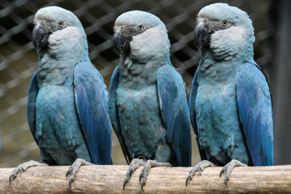 Spix's macaws live mostly in captivity, with 27 housed at the Sao Paulo zoo - Nelson ALMEIDA (AFP)