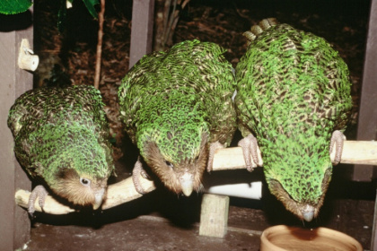 New Zealand's critically endangerd kakapo parrot only breeds every few years. - Don Merton (AFP)