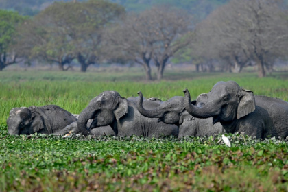 India is home to the majority of the world's remaining wild Asian elephants, like this herd bathing in Assam - Biju BORO (AFP)