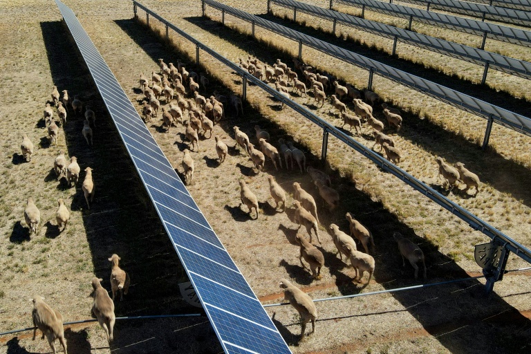 'Solar sheep' help rural Australia go green, one panel at a time