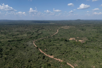 The forest area in Likasi, in the Democratic Republic of Congo, stretches across an area where mining companies are hunting for precious metals - Glody MURHABAZI (AFP)