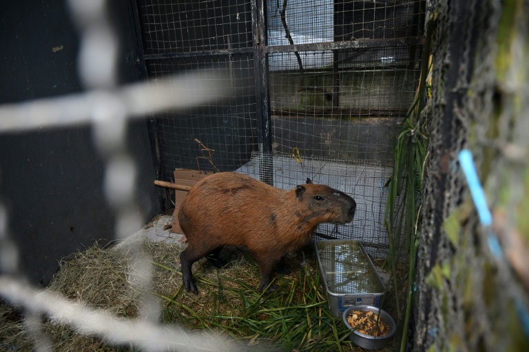 Eight people arrested in Brazil for 'brutal' attack on capybara