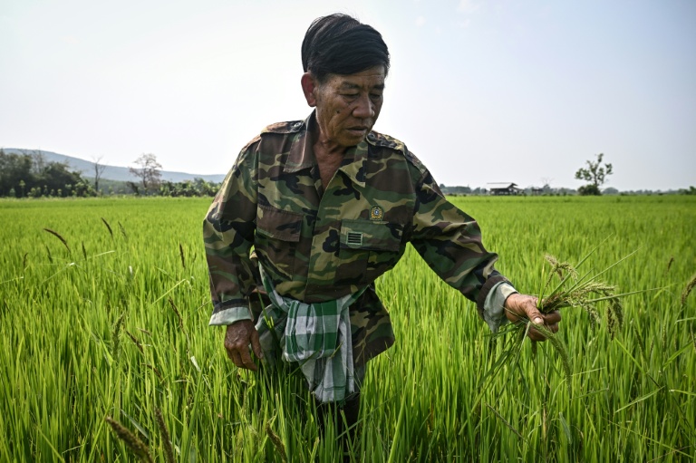 Thai farmers pin hopes on microbes to end annual burning crisis