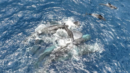 Female sperm whales lift up a newborn calf until it can swim on its own - - (AFP)