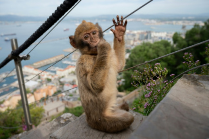 Macaques in Gibraltar can snatch food from unwitting tourists in addition to gobbling abandoned leftovers - JORGE GUERRERO (AFP)