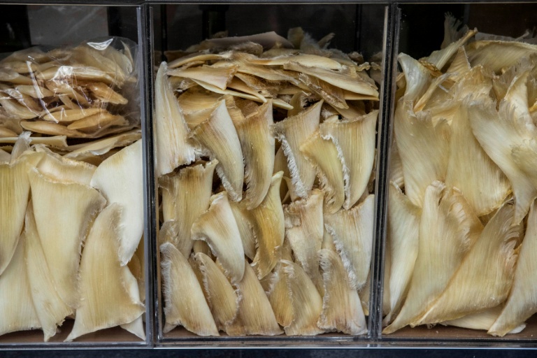 'Cruel, wasteful': Dakar port a hotspot for illegal shark fins
