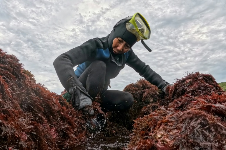Taiwan's ageing seaweed harvesters hope younger women wade in