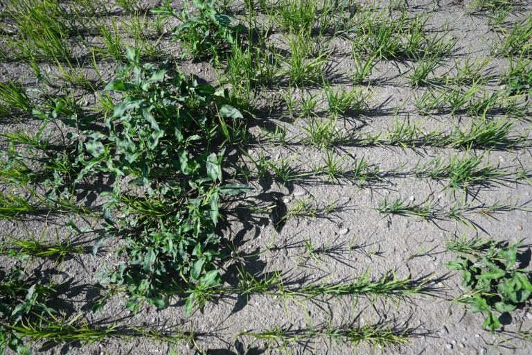 Europe's baked rice bowl seeks escape from drought