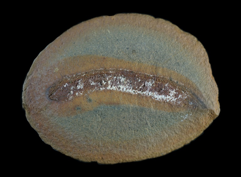 Fossils challenge assumptions on how animals adapted to land