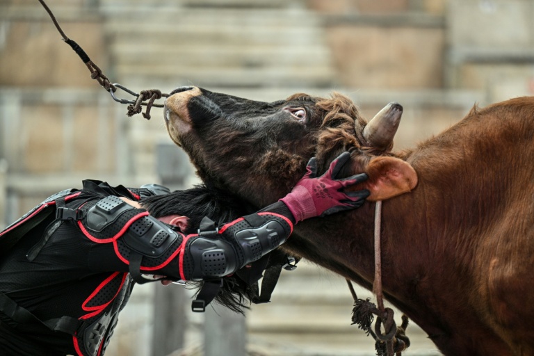 China's bull wrestlers fight to keep tradition alive