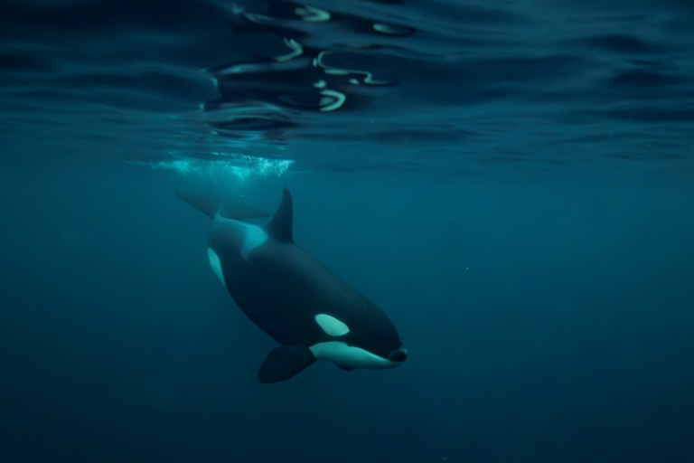 Killer whales: orcas blow fish to bits 'for fun', study finds