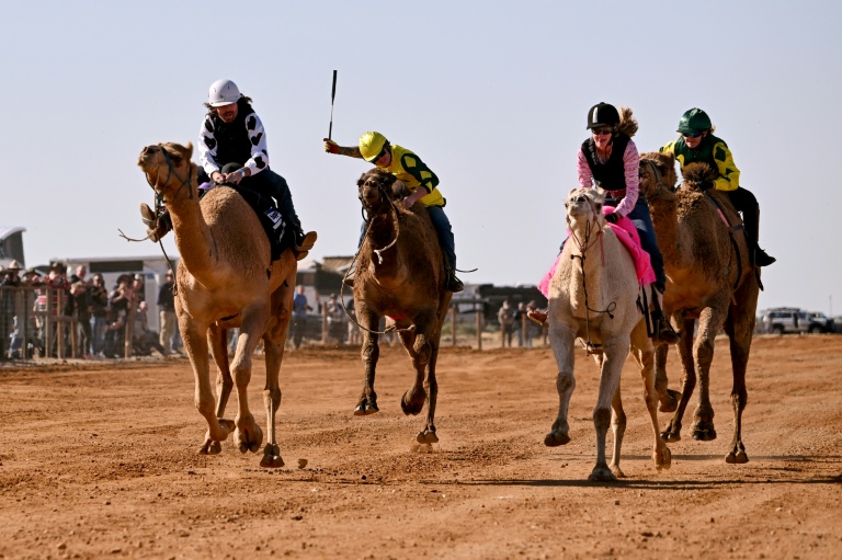 'High-strung' camels race in Australian outback
