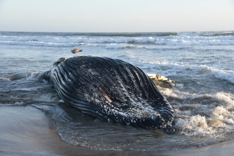 Whales at risk, hungry pelicans: Marine heat wave hits California