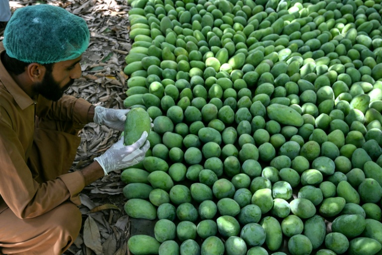 Pakistan's mango exports shrink as Middle East war impacts linger