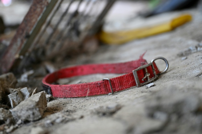 Where are they? Dogs disappear before South Korea meat ban